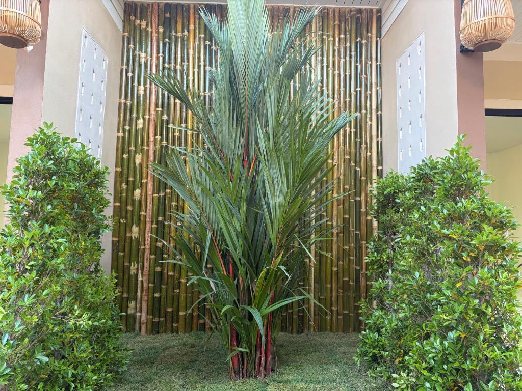 Pinky Bungalows Resort photo 5