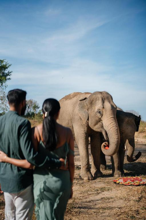 Wild Cottages Elephant Sanctuary Resort photo 5