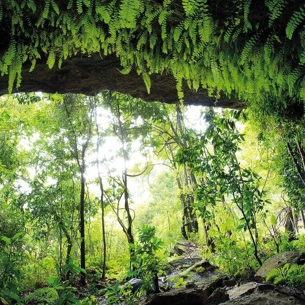 3,000-year-old Petroglyphs at Phu Pha Yon