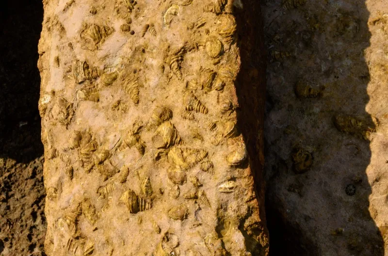 Susan Hoi Fossil Shell Beach — photo 2