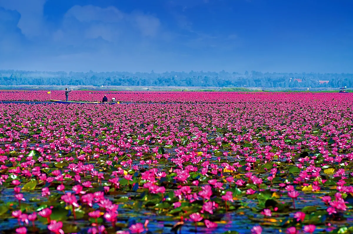 Red Lotus Sea (Nong Han Kumphawapi) — photo 2