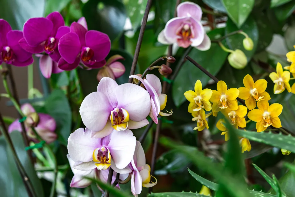 Affinit Orchids