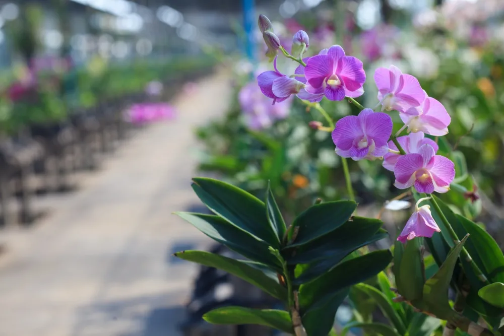 Air Orchids Lab — photo 2
