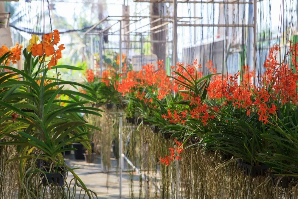 Air Orchids Lab — photo 3