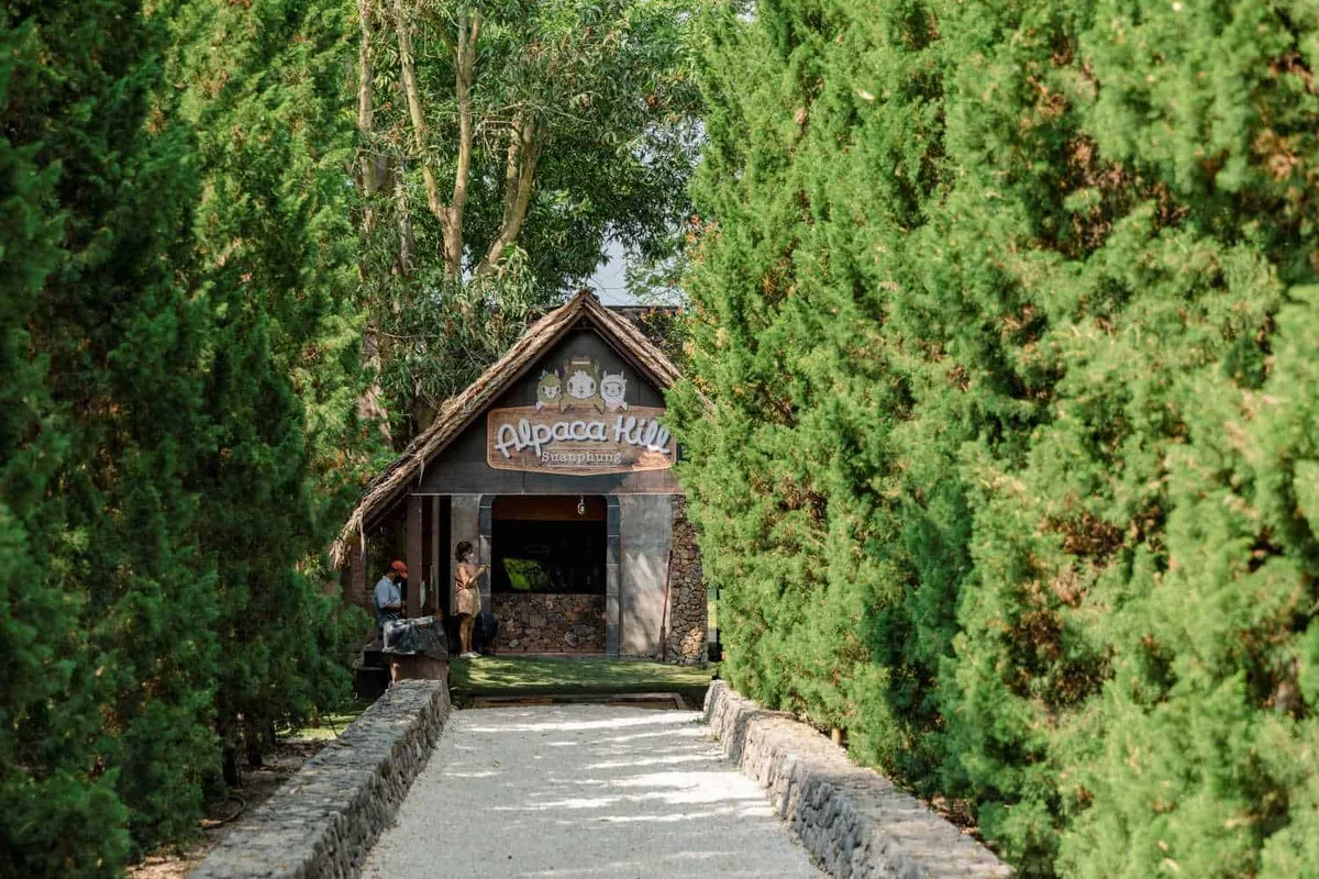 Alpaca Hill
