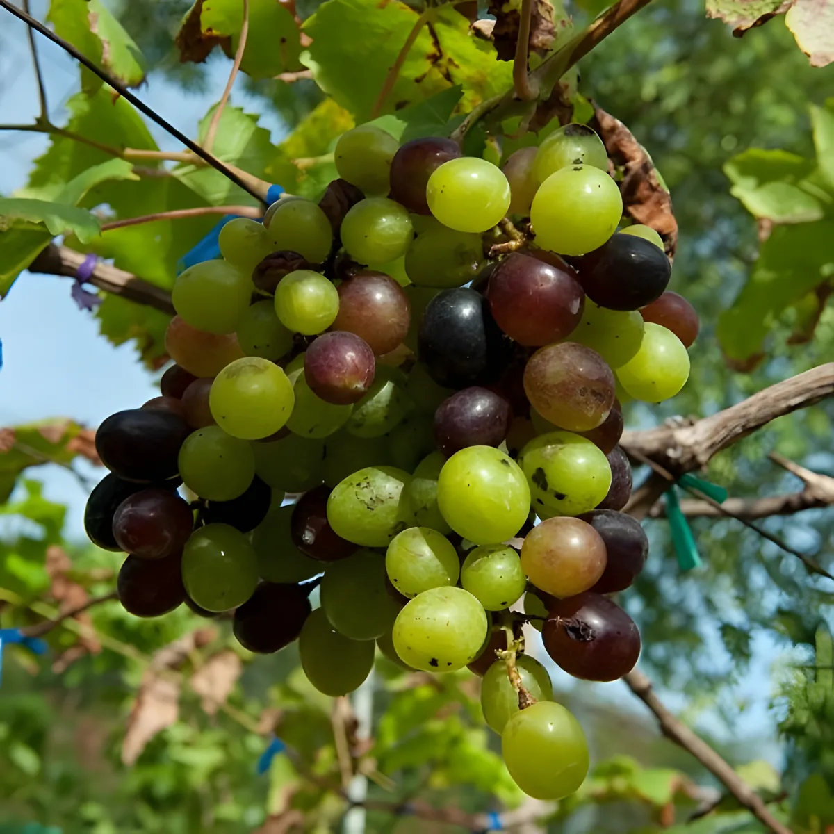 Muak Lek Grape Gardens