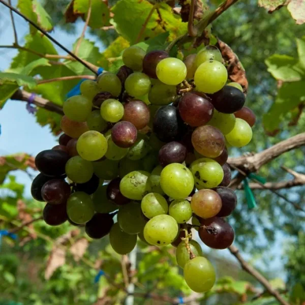 Amphoe Muak Lek Grape Garden — photo 2