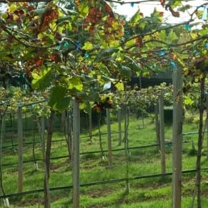 Amphoe Muak Lek Grape Garden
