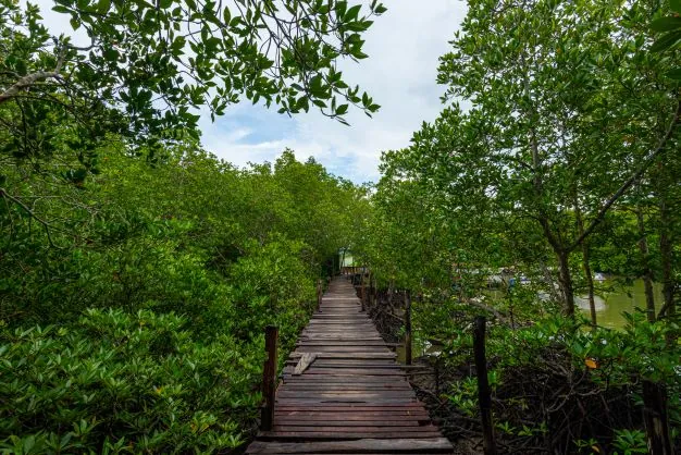 Ban Bang Rong Agricultural Conservation Tourism — photo 2
