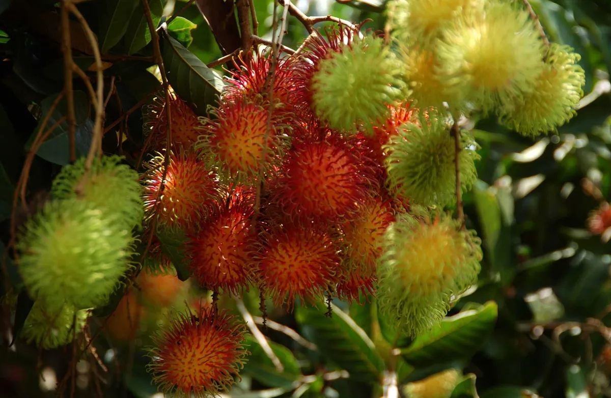 Ban Chak Majut Agricultural Community