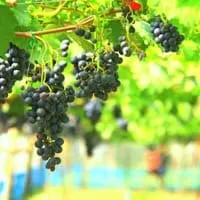 Ban Huai Tom Royal Project