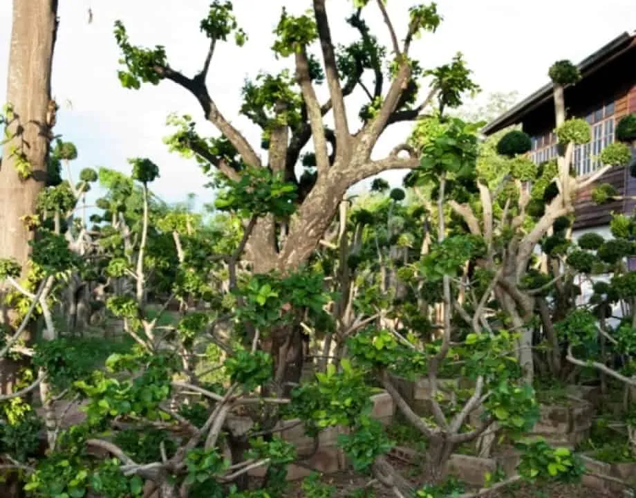 Ban Khae Topiary Centre