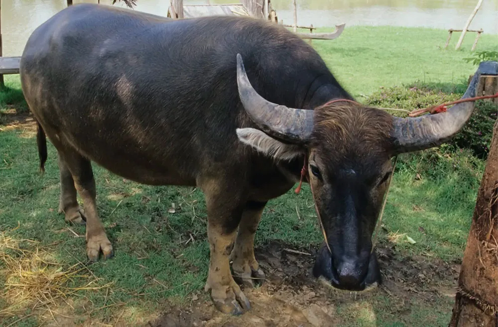 Ban Khwai (Buffalo House)