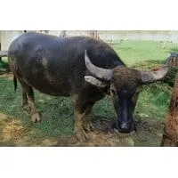 Ban Khwai (Buffalo House)