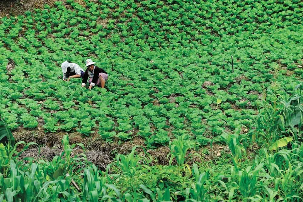 Ban Mani Phruek Security Development Project