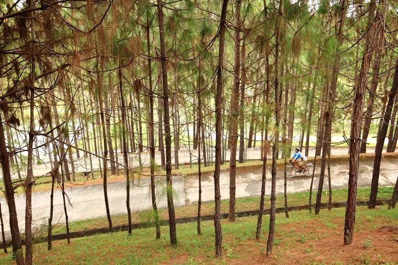 Ban Wat Chan Pine Forest — photo 2