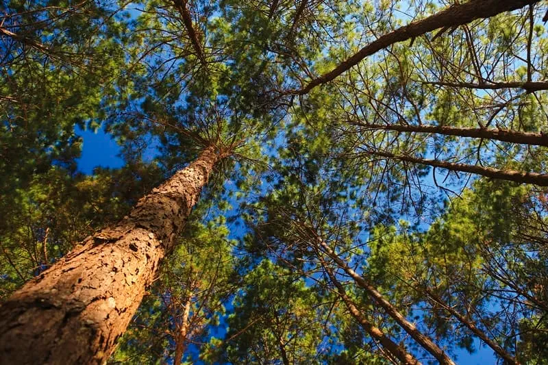 Ban Wat Chan Pine Forest