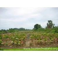 Bang Rak Noi Agritourism