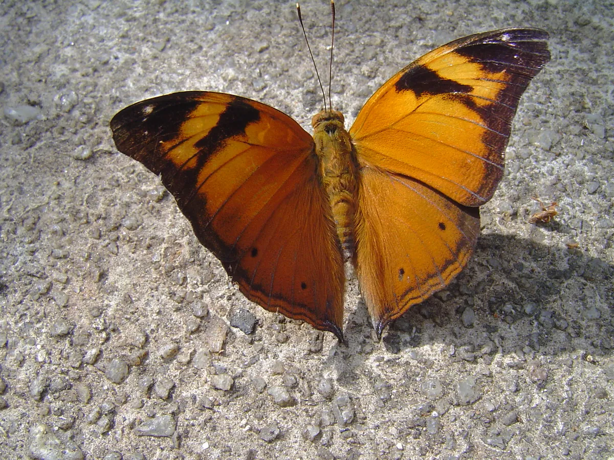 Bangkok Butterfly Garden and Insectarium — photo 2