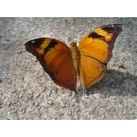 Bangkok Butterfly Garden and Insectarium