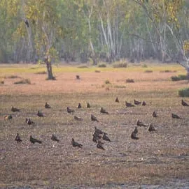 Black Eagle Viewpoint