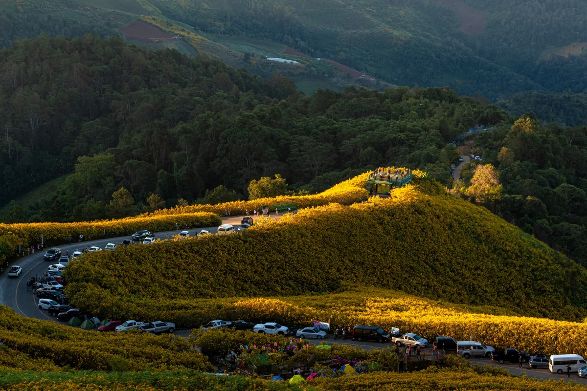Bua Tong Field, Doi Mae U Kho — photo 4