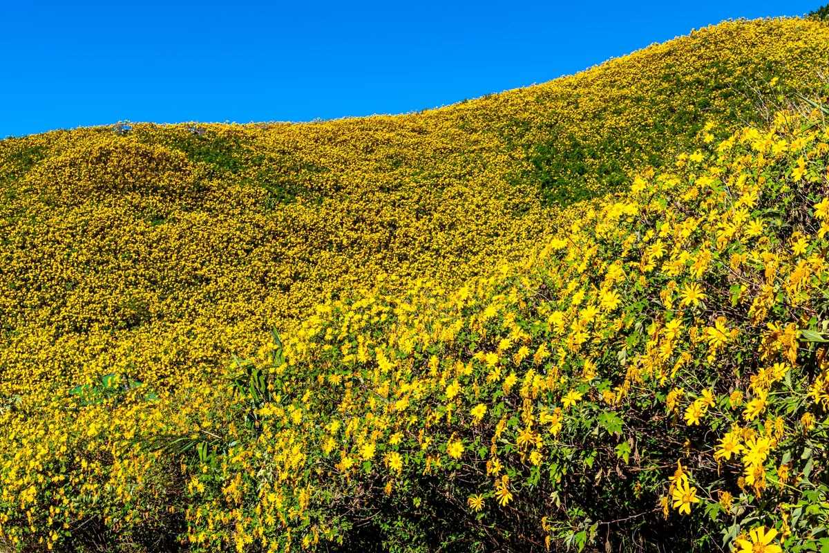 Bua Tong Field, Doi Mae U Kho — photo 5