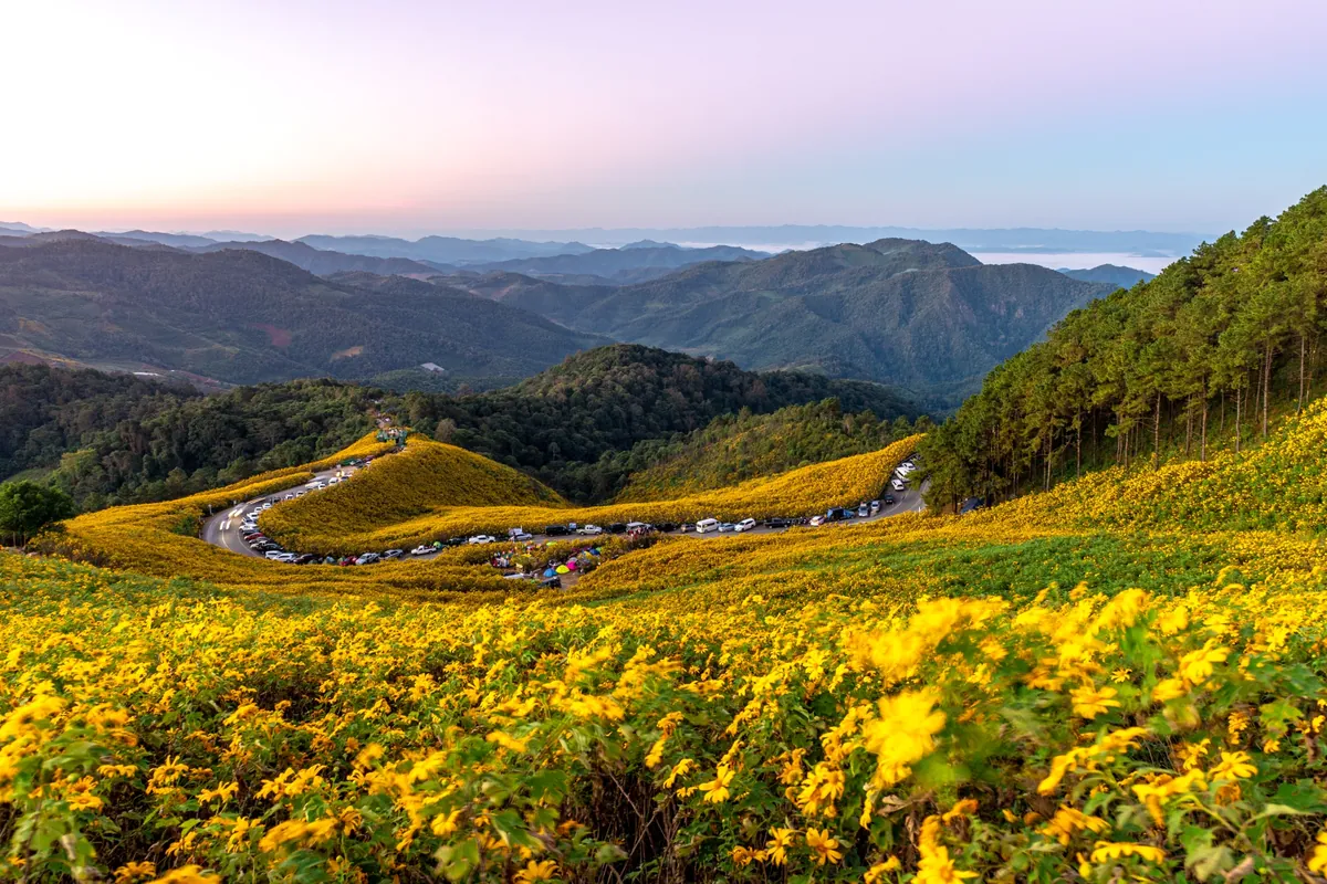 Bua Tong Field, Doi Mae U Kho — photo 2
