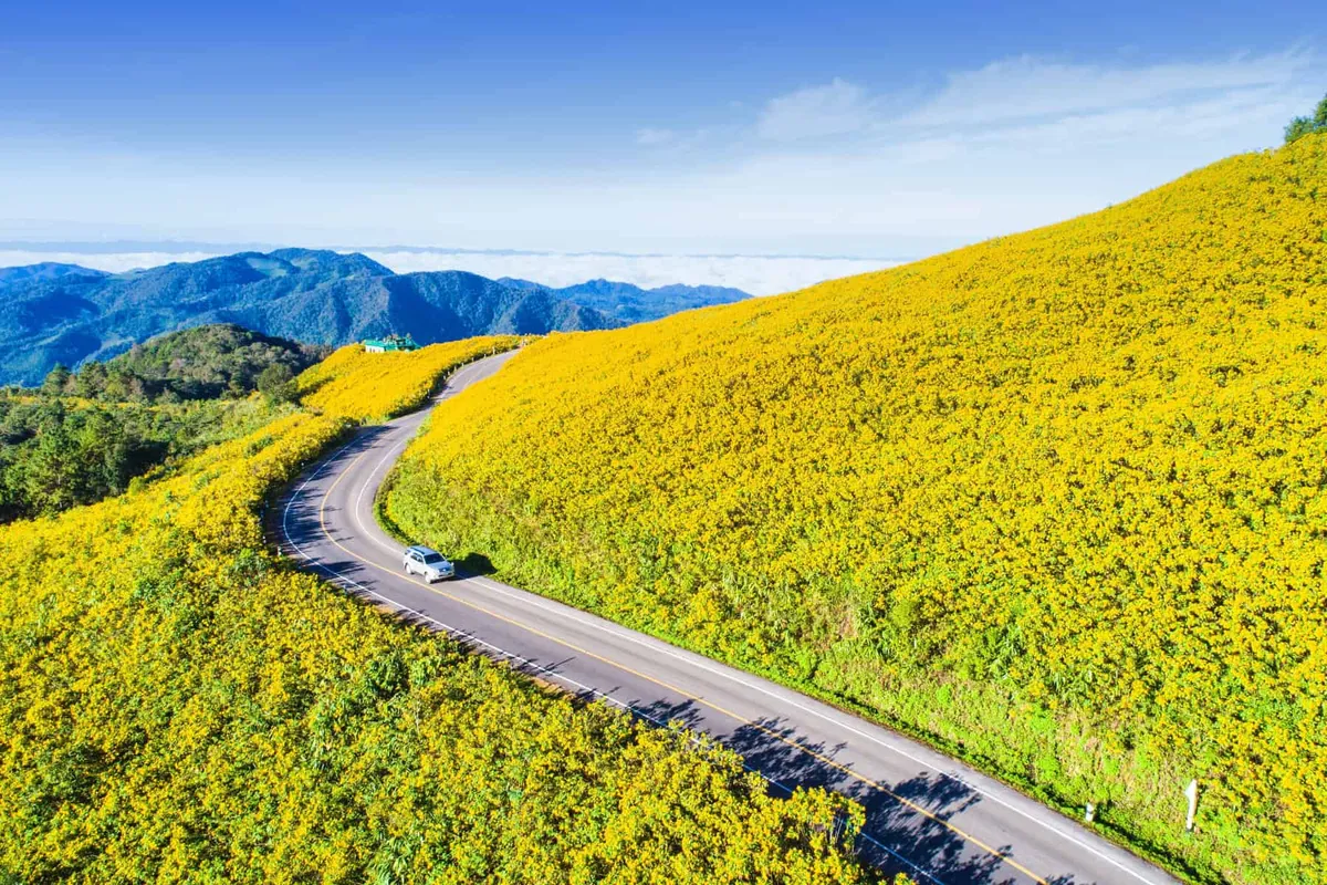 Bua Tong Field, Doi Mae U Kho