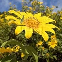 Bua Tong Fields at Doi Mae Ho