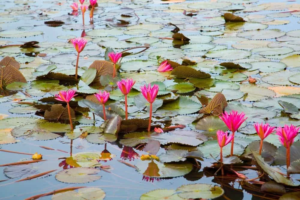 Bueng Boraphet Nature Trail