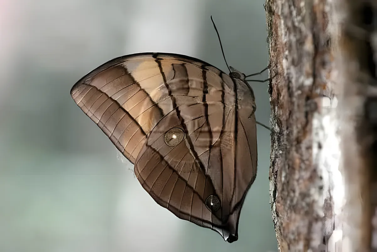 Butterfly Garden