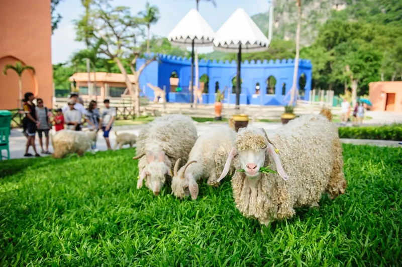 Camel Republic — photo 2