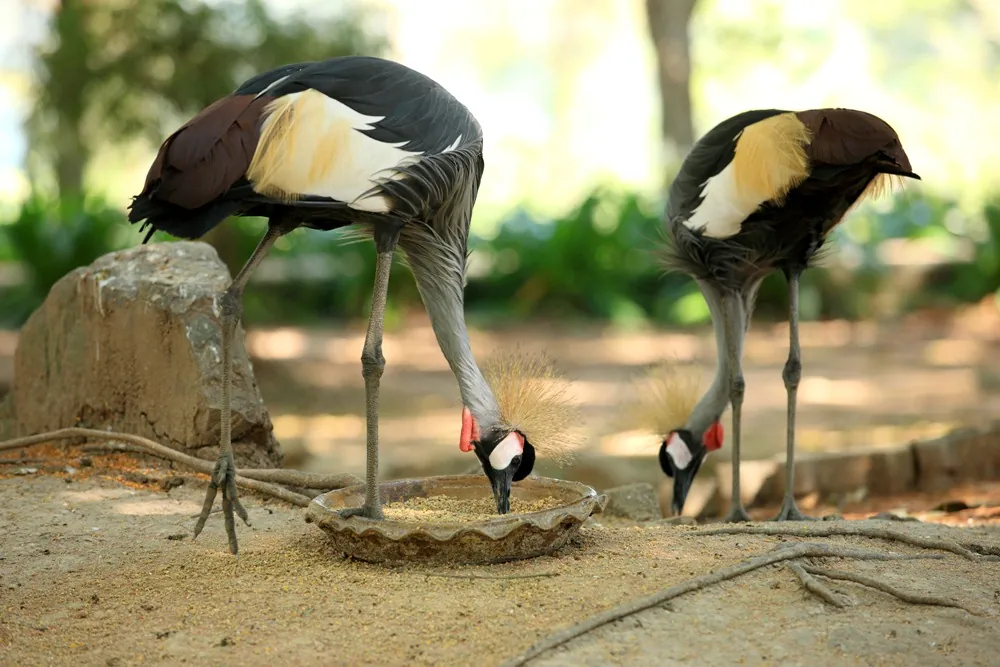 Chainat Bird Park — photo 2