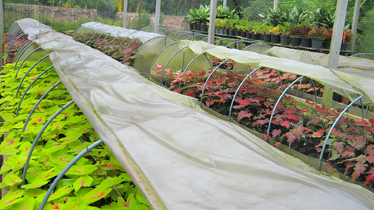 Chalerm Phrakiat Caladium Village