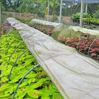 Chalerm Phrakiat Caladium Village