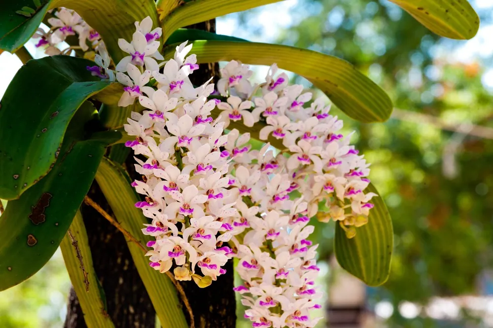 Chang Kra Wild Orchids, Wat Pa Mancha Khiri — photo 2