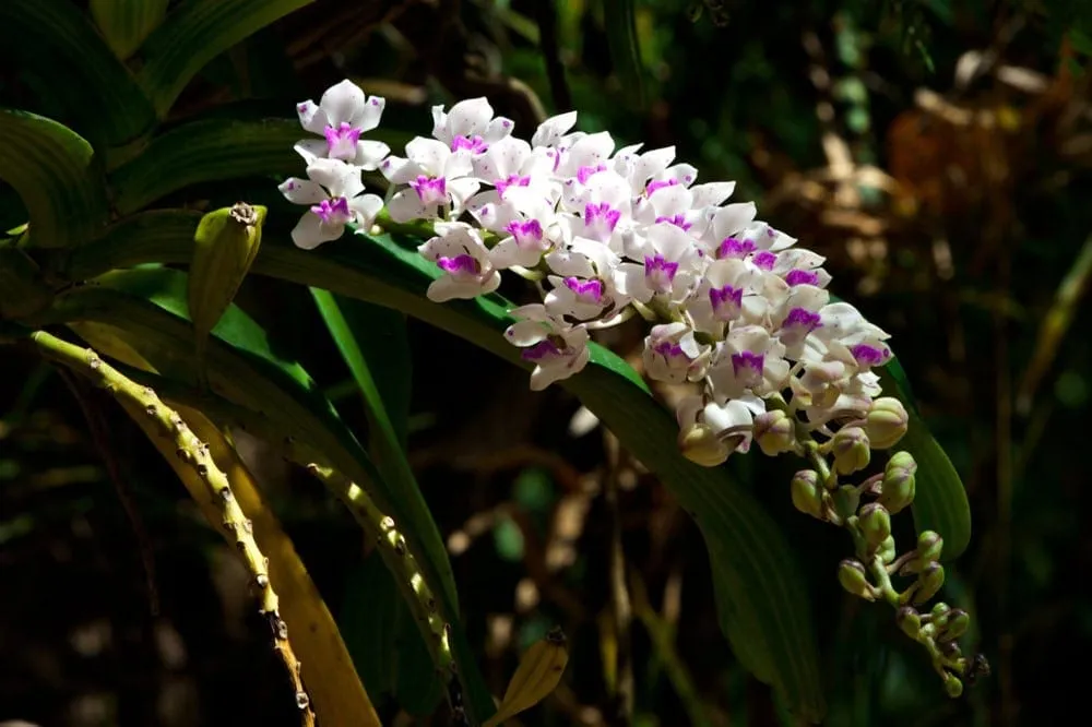 Chang Kra Wild Orchids, Wat Pa Mancha Khiri