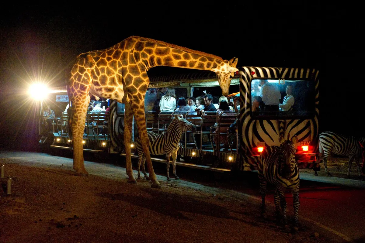 Chiang Mai Night Safari — photo 2