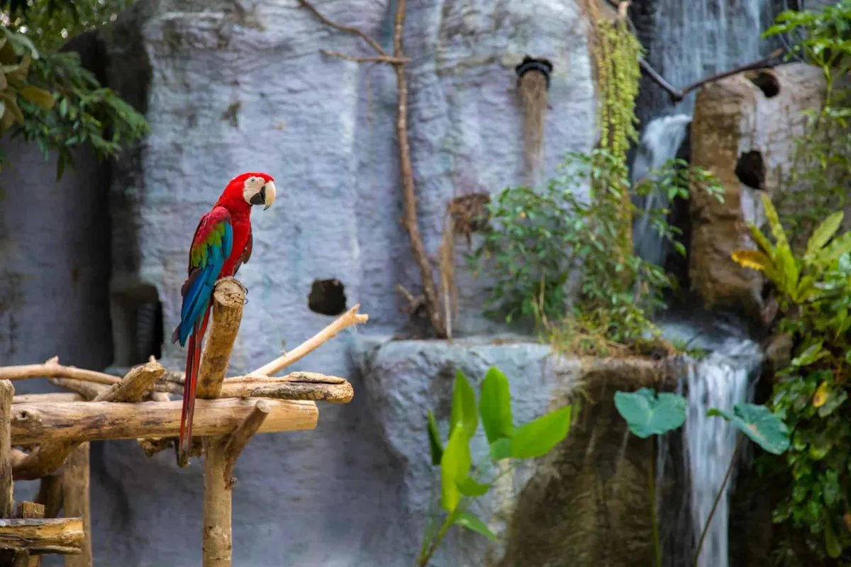 Chiang Mai Night Safari