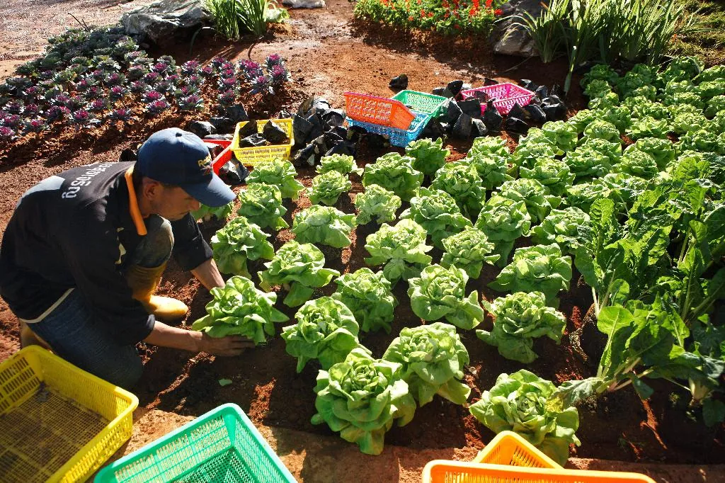 Chiang Mai Royal Agricultural Research Center (Khun Wang)