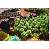 Chiang Mai Royal Agricultural Research Center (Khun Wang)