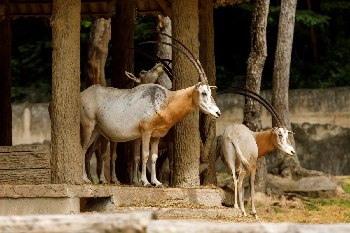 Chiang Mai Zoo — photo 4
