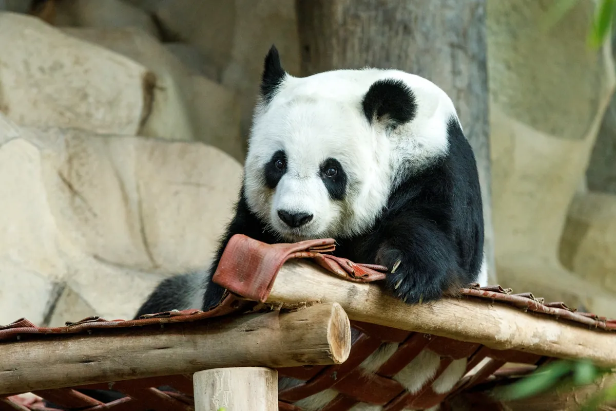 Chiang Mai Zoo — photo 2