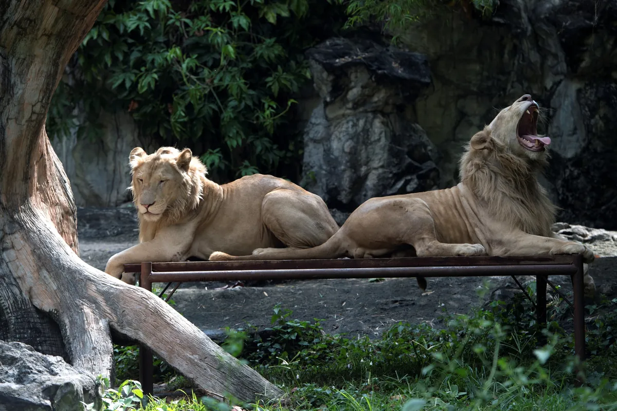 Chiang Mai Zoo — photo 5
