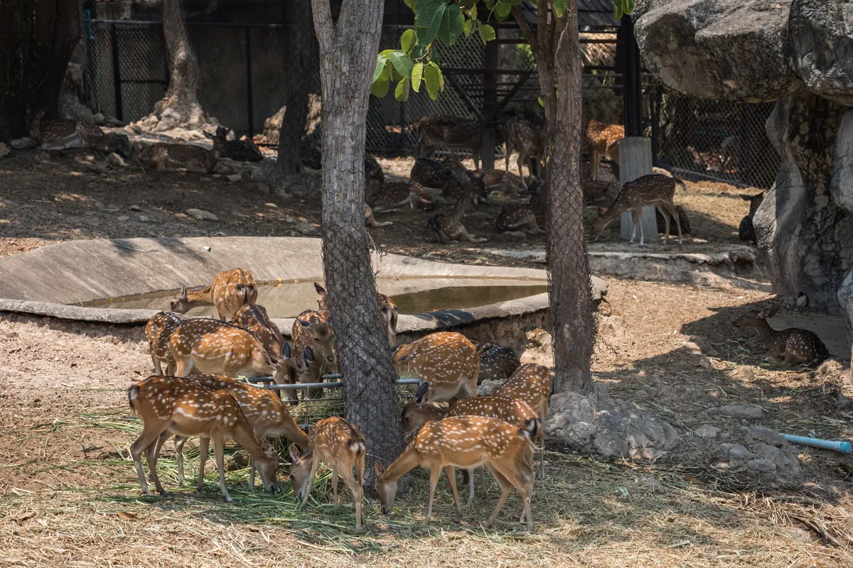 Chiang Mai Zoo — photo 3