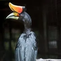 Chong Klam Bon Wildlife Breeding Station