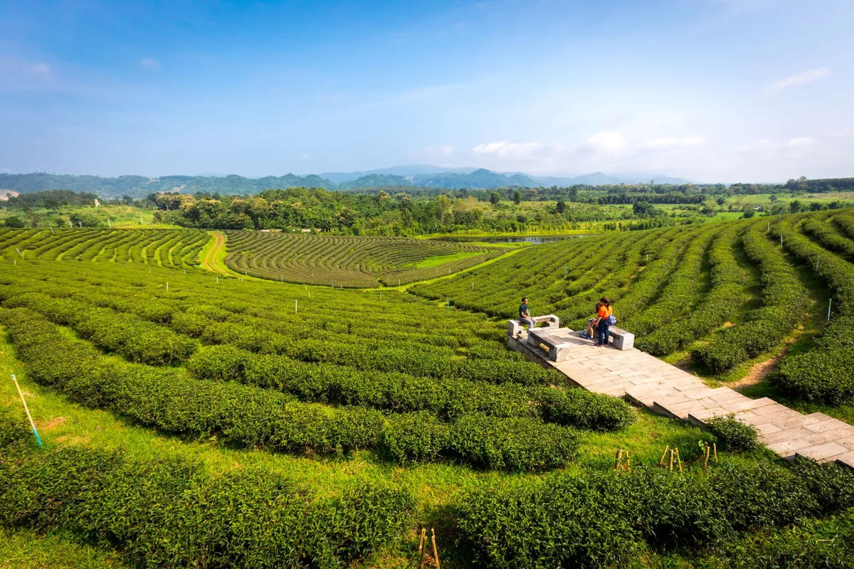 Choui Fong Tea Plantation — photo 2