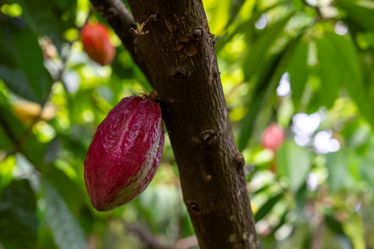 Cocoa Valley — photo 4