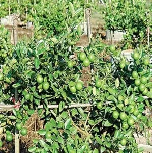 Dan Kwian Lime Grove